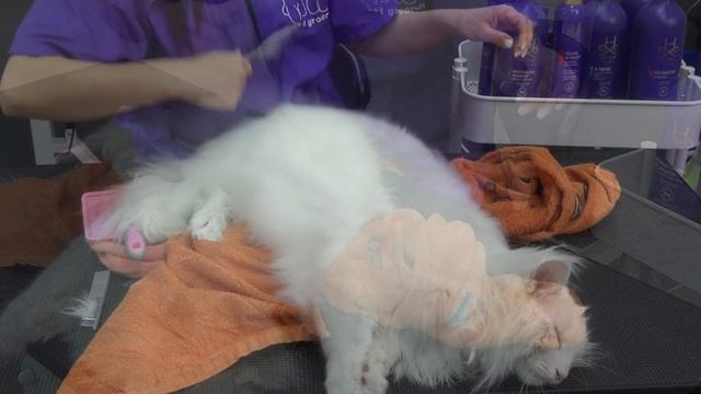 Кошки. Экспресс-Линька. Все нюансы от Евгении Разиной. Часть 3. Вычесывание.