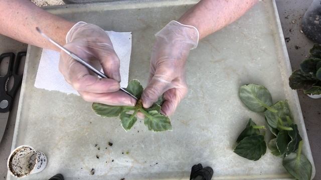 VIOLETS WITH WILTED LEAVES. FOR BEGINNERS - WHAT TO DO? смотреть онлайн