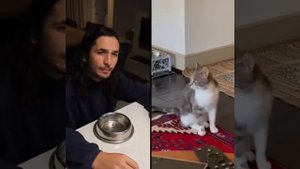 Когда я один Поющий кот