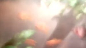 Сухой корм для рыб!Как и чем кормить рыбок?!Часть#1!