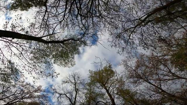 Осеннее небо городского сада | Таганрог смотреть онлайн