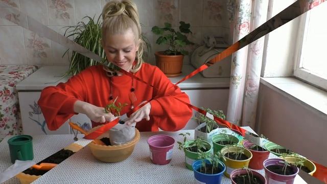 Самые удобные "растущие" горшочки для рассады! смотреть онлайн