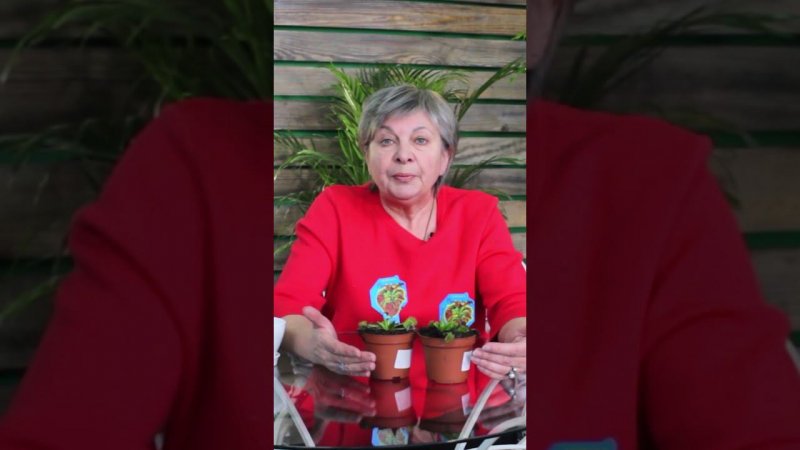 Хищное растение - Венерина мухоловка