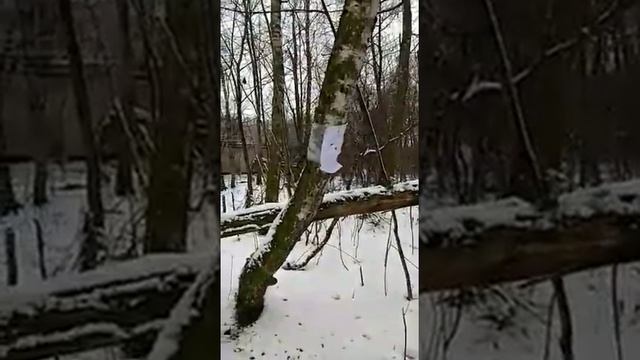 Пристрелка и кучность МР-512 на 25 метров смотреть онлайн