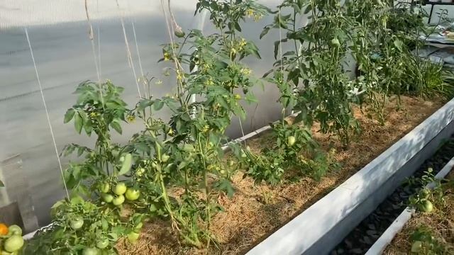 Мой сад , работы в июле ??♀️ купание туй, беда у флокс ? смотреть онлайн