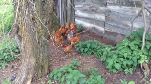 как живут курочки в деревне