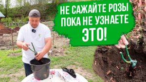 Посадка розы весной в открытый грунт. Как правильно сажать розу из коробки.