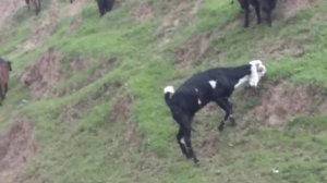 Отары гиссарский пoроды бараны овцы ягнеты и козы 25 марта 2021 г.