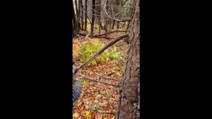 КАК НЕ ПРОПАСТЬ В ЛЕСУ КОГДА ПОШЕЛ ЗА ГРИБАМИ И КАК РАЗВЕСТИ ОГОНЬ В ДОЖДЬ