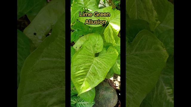 Syngonium Plants with Scientific Name and Common Name