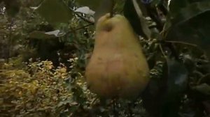 ГРУША ПРИВИТАЯ НА ЯБЛОНЮ  ДАЁТ УРОЖАЙ НА ВТОРОЙ ГОД