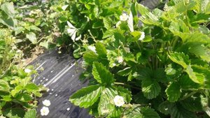 Земляника Барон Солемахер начало плодоношения. Плюсы ремонтантного сорта.