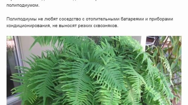 Полиподиум --- комнатный папоротник.