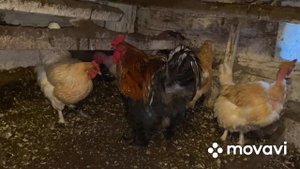Теплая подстилка в курятник‼️/ Как она работает/ Выбор за вами, а мы пользуемся давно‼️