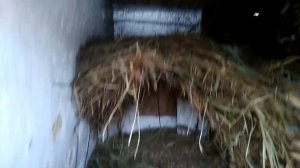 Содержание гусей зимой в домашних условиях