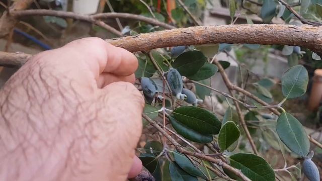 Фейхоа. Промежуточный результат не плохой. смотреть онлайн