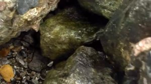 Где искать ракушки.