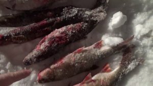 20.11.2018 \ ПРОВЕРКА ПАЛОК\ЖДАЛ НАЛИМА, А ПОПАЛСЯ ЯЗЬ