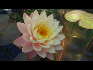 Mangala Ubol  кувшинка, waterlily, Mangkala Ubol водные растения, пруд