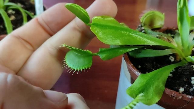 Венерина Мухоловка, сорт " Wacky traps". Особенности, содержание и уход. смотреть онлайн