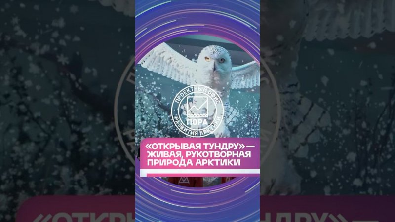 Арт-проект «Открывая тундру» на ПМЭФ-2024