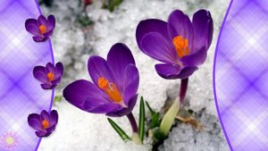 Футаж - Весенние цветы подснежники