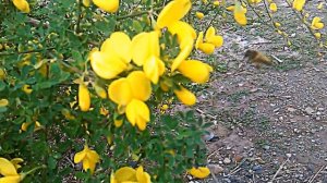 flores de Genista scorpius