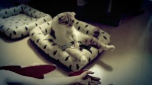 Грустный кот. Версии