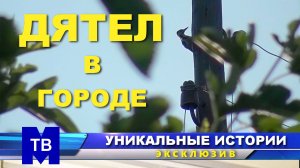 ДЯТЕЛ В ГОРОДЕ. Удивительное рядом... с крыльцом.