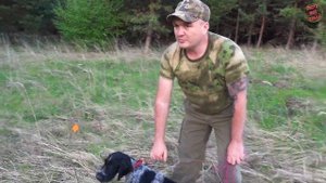 Натаскиваю дратхаара Браата. Первые тренировки 4,5 месяца.  Поиск/стойка