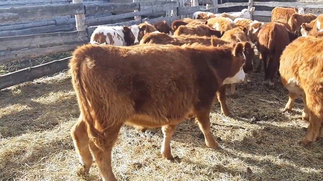 ТЕЛЯТА, БЫЧКИ, ТЕЛОЧКИ ,ГЕРЕФОРД,СЕМЕНТАЛ,ПРОДАЕМ 2020??????