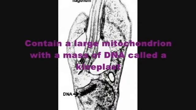 Protists! смотреть онлайн