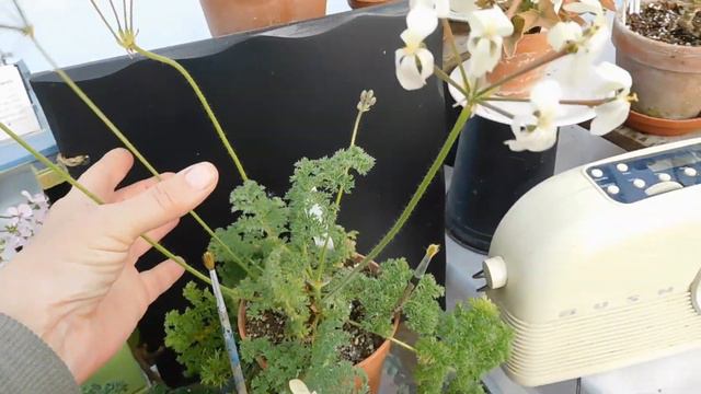 Perfume factory in greenhouse. смотреть онлайн