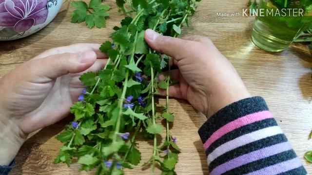 Яснотка пурпурная плющевидная будра. СОРНЯК??? ИЛИ ЛЕКАРЬ? Лечебные свойства.