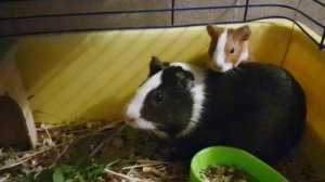 Новорожденные морские Свинки