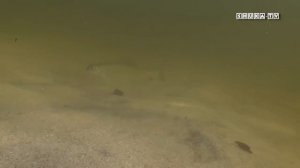 Подводная охота на Кольском. Часть 6 Толва