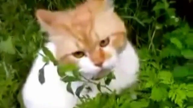 Кот говорит Ооо, чуваки смотреть онлайн