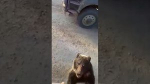 медведь иркутская область недалеко от газового месторождения!