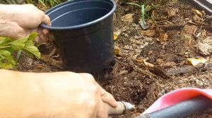 Рассадила укоренённые черенки пузыреплодника и дёрена. 22 июля.