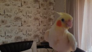 Приучать попугая кореллу Пикси к столу и игрушкам