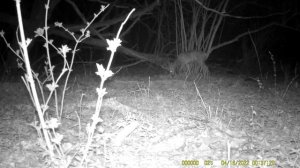 Новости с кормушки. Кабан-одинец, свинья с поросятами, козы.