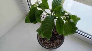 Кофе Арабика. Почему сохнут листья?