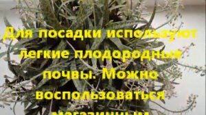 Ледебурия - жительница тропиков