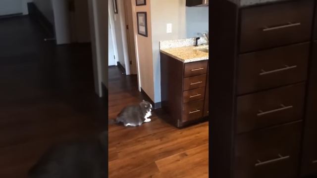 Смешное видео с животными смотреть онлайн