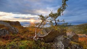Природа в Мурманске летом