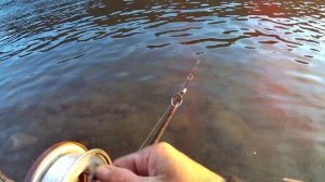 Пошëл за тайменем, и поймал... ☝. Рыбалка на спиннинг на реке Бия.