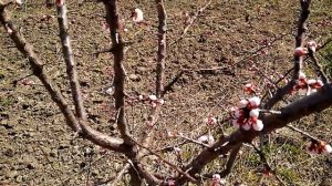 Защита персика и абрикоса весной от болезней