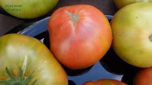 Томат БУРЫЙ МЕДВЕДЬ. Обзор сортов ТОМАТОВ!