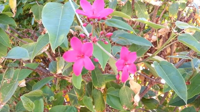 Пестики тычинки смотреть онлайн