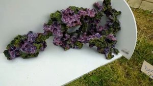 Морской камень для аквариума